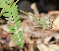 Astragalus agnicidus