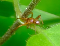 Philodromus marxi