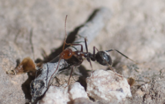 Myrmecocystus melliger