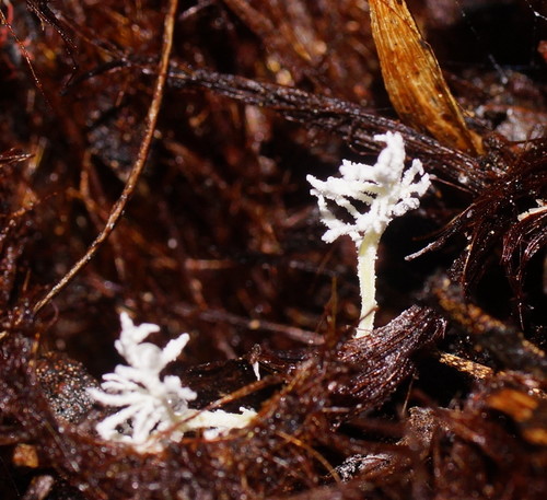 Cordyceps takaomontana image