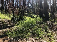 Astragalus agnicidus