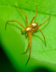 Philodromus marxi