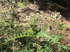 Astragalus agnicidus