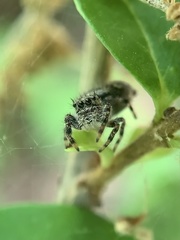 Phidippus putnami