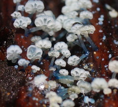 Mycena lazulina