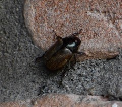 Anomala flavipennis