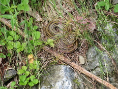 Elaphe quadrivirgata