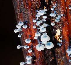 Mycena lazulina