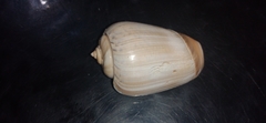 Olivancillaria urceus