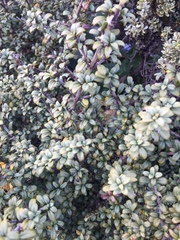 Coprosma pseudocuneata