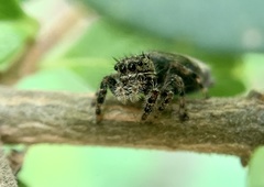 Phidippus putnami