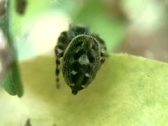 Phidippus putnami