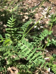 Astragalus agnicidus