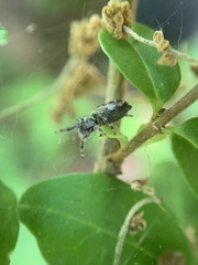 Phidippus putnami