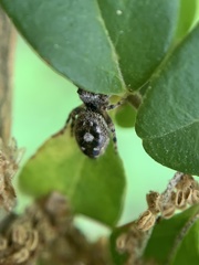 Phidippus putnami