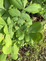 Phylloxera notabilis