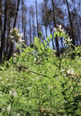 Astragalus agnicidus