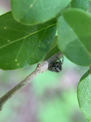 Phidippus putnami
