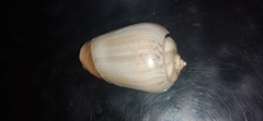 Olivancillaria urceus