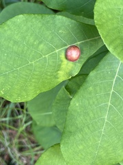 Phylloxera notabilis