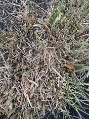 Zoysia