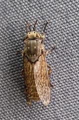 Haematopota pluvialis