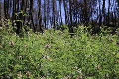 Astragalus agnicidus
