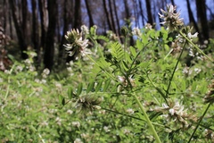 Astragalus agnicidus