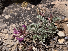 Astragalus chamaeleuce