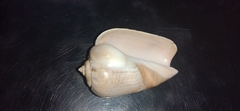 Olivancillaria urceus