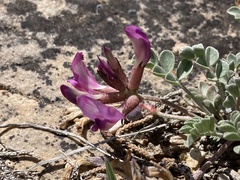 Astragalus chamaeleuce