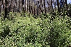 Astragalus agnicidus