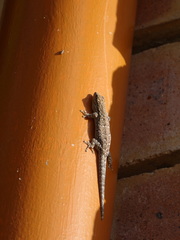 Lygodactylus chobiensis