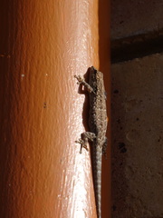 Lygodactylus chobiensis