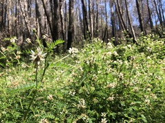 Astragalus agnicidus