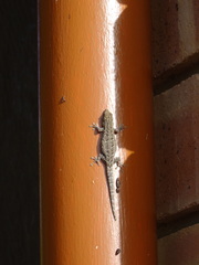 Lygodactylus chobiensis