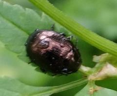 Chrysolina oricalcia