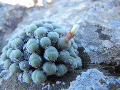 Conophytum truncatum
