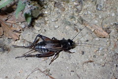 Gryllus vocalis