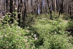 Astragalus agnicidus