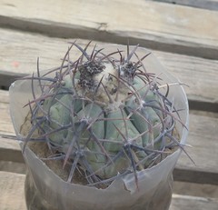 Echinocactus