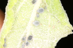 Dysaphis plantaginea