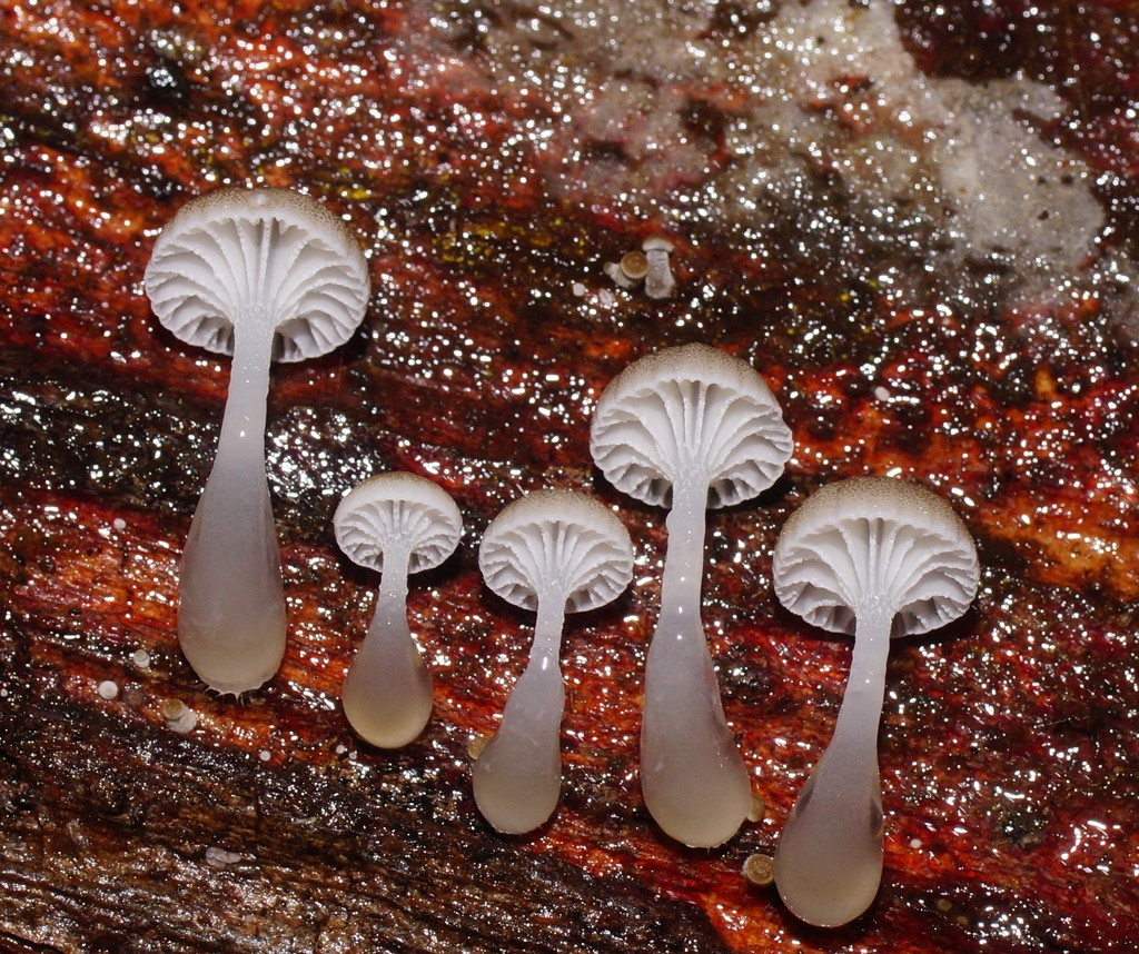 Austral Dripping Bonnet