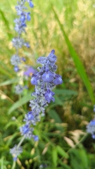 Salvia farinacea