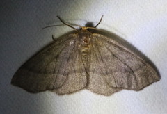 Lambdina pellucidaria