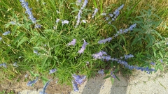 Salvia farinacea