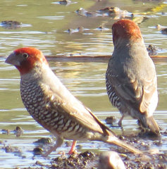 Amadina erythrocephala