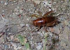 Ceuthophilus hesperus