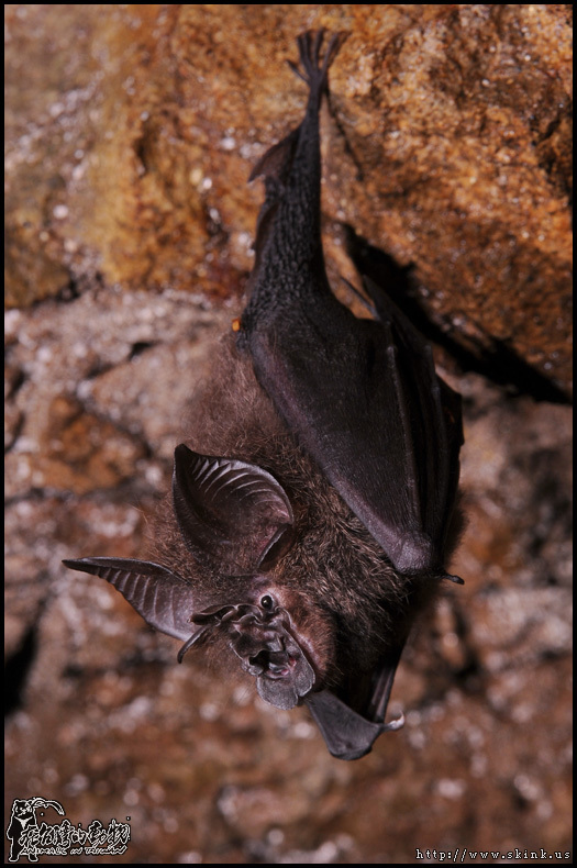 Formosan Woolly Horseshoe Bat