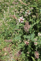 Astragalus agnicidus